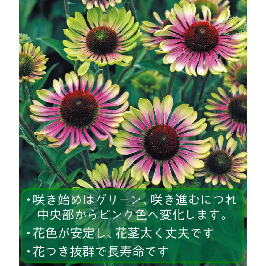 3株セット やす 花苗 エキナセア グリーンツイスター 3株 / 花の苗 切り花向き : 花と