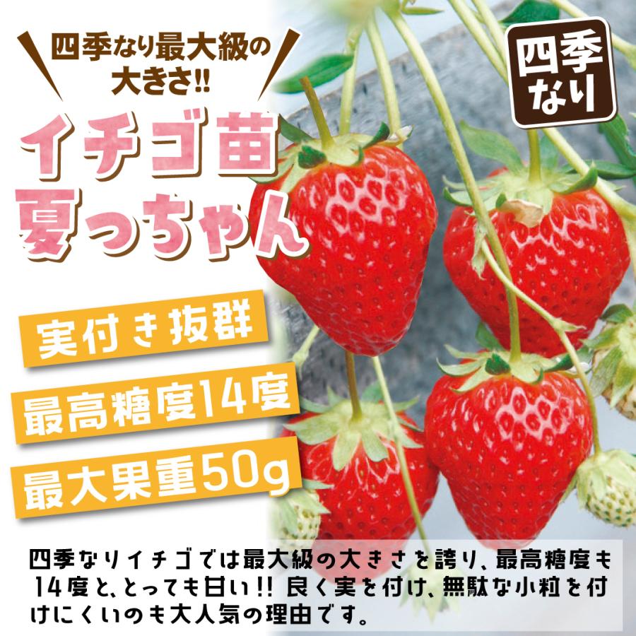 いちご苗 イチゴ苗 苺苗 夏っちゃんpvp 登録名 新白鳥4号 3株 家庭菜園 イチゴの苗 いちごの苗 なっちゃん 大粒イチゴ 自給自足 四季成りいちご 美味しい 1 P3 0022 花と緑 国華園 通販 Yahoo ショッピング