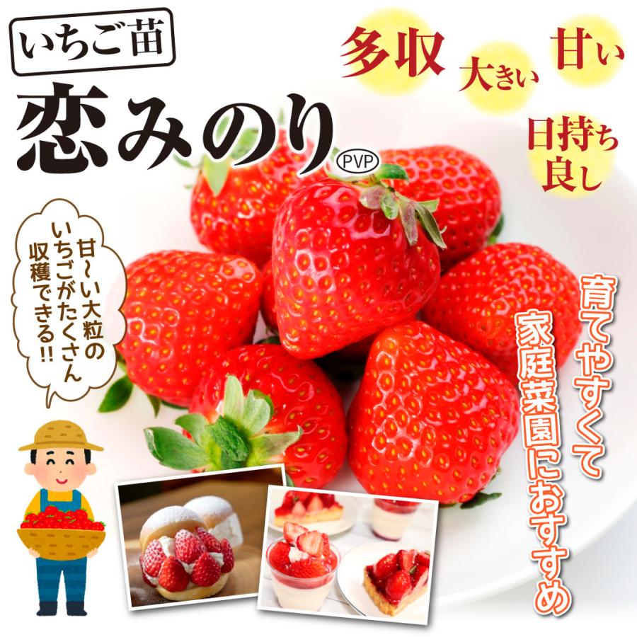 いちご苗 恋みのりPVP 3株 / 家庭菜園 イチゴ苗 苺苗 イチゴの苗