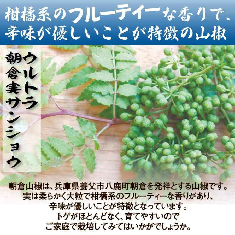 苗 苗木 サンショウ ウルトラ朝倉実サンショウ 1株 家庭菜園 朝倉実山椒 山椒の苗 山椒の木 山椒の実 さんしょう 大粒山椒 自給自足 植物 有用植物苗 1 P3 0078 花と緑 国華園 通販 Yahoo ショッピング