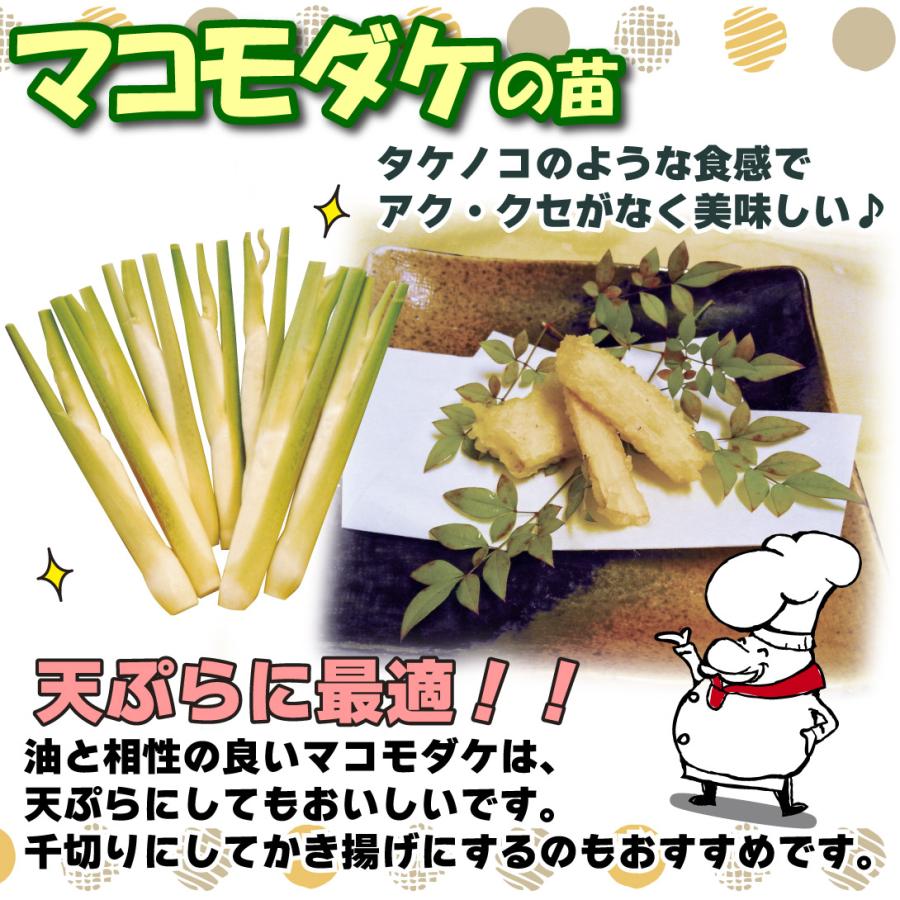 ssk88ttyさま専用品 マコモタケのできる苗１００本 有用植物 山菜苗 マコモダケ 2株 爆買 : 花と緑 国華園 - 通販 - Yahoo