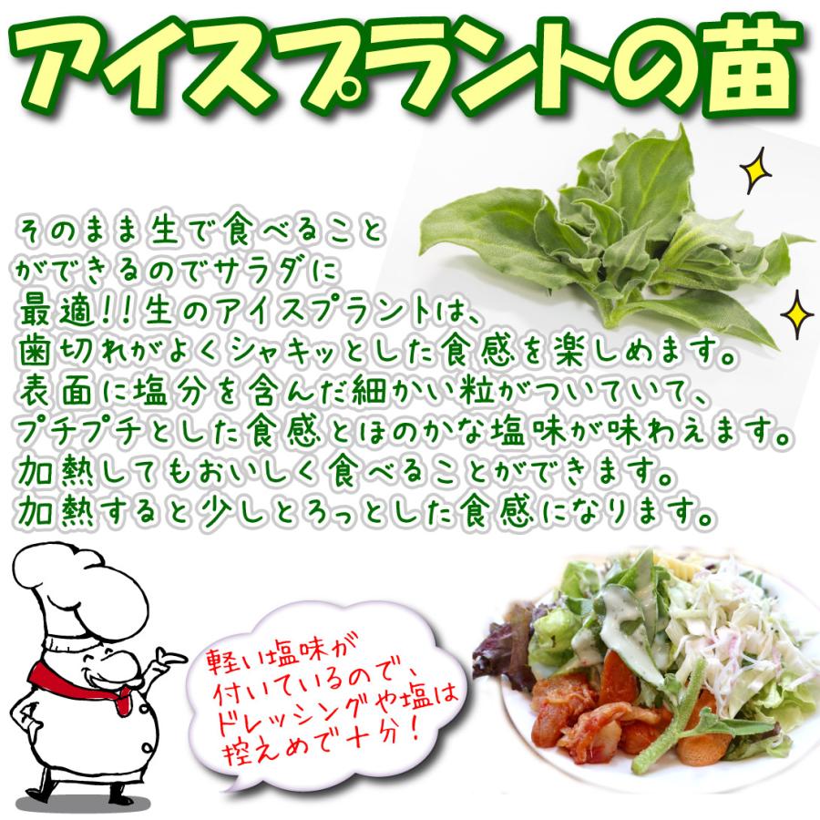 国華園 有用植物 山菜苗 アイスプラント 4株 / 家庭菜園 あいす