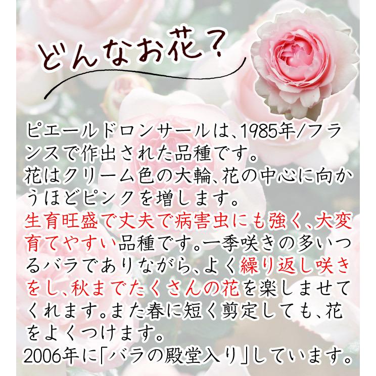 バラ苗 苗木 つるバラ ピエールドゥロンサールR 1株 / バラの苗 薔薇苗