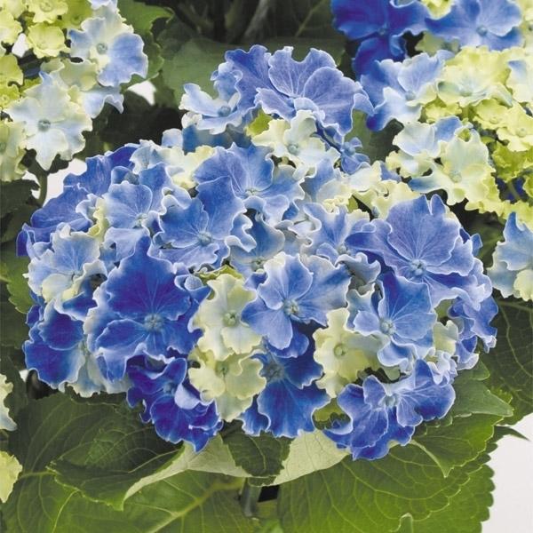 新色 アジサイ 苗木 カーリースパークルブルー外 1株 紫陽花 苗 花木 あじさい アジサイ苗