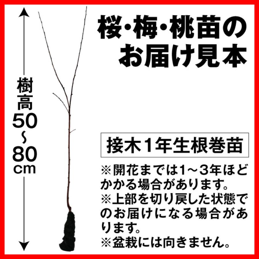 国華園 花桃苗 咲き分け源平 3株 接木1年生根巻苗(樹高約50〜80cm