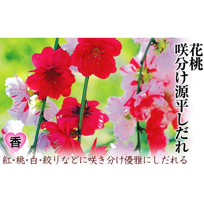 国華園 花桃苗 咲き分け源平 3株 接木1年生根巻苗(樹高約50〜80cm