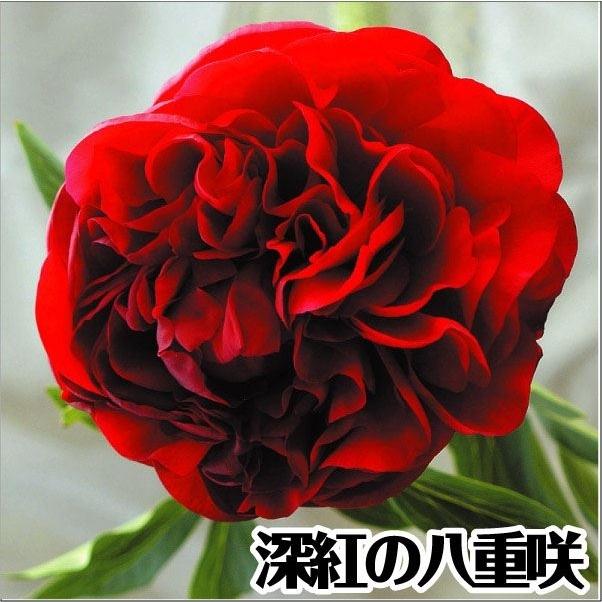芍薬 苗 キャロル 1株 シャクヤク 花木 ピオニー シャクヤクの花 1 P4 0113 花と緑 国華園 通販 Yahoo ショッピング