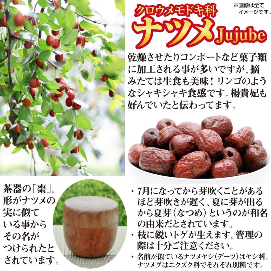 ナツメ 中華大龍棗 2株 果樹苗 国華園 : 花と緑 国華園 - 通販