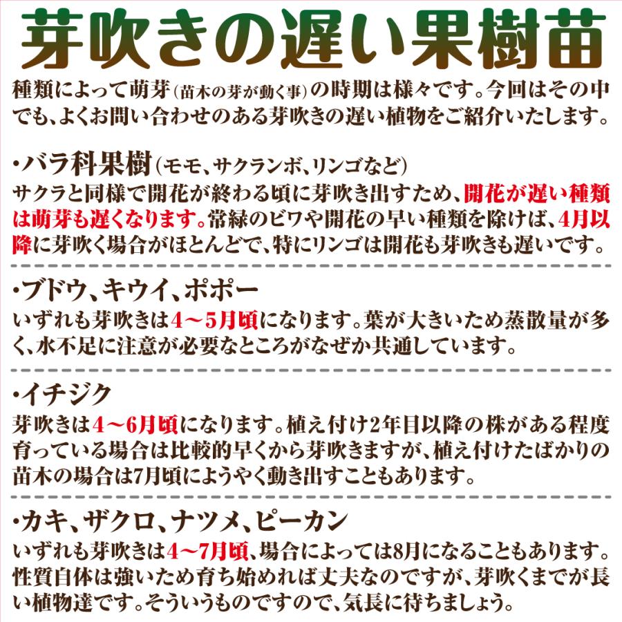国華園 果樹苗 スモモ クイーンマーキュリーR（富士野生桃R台