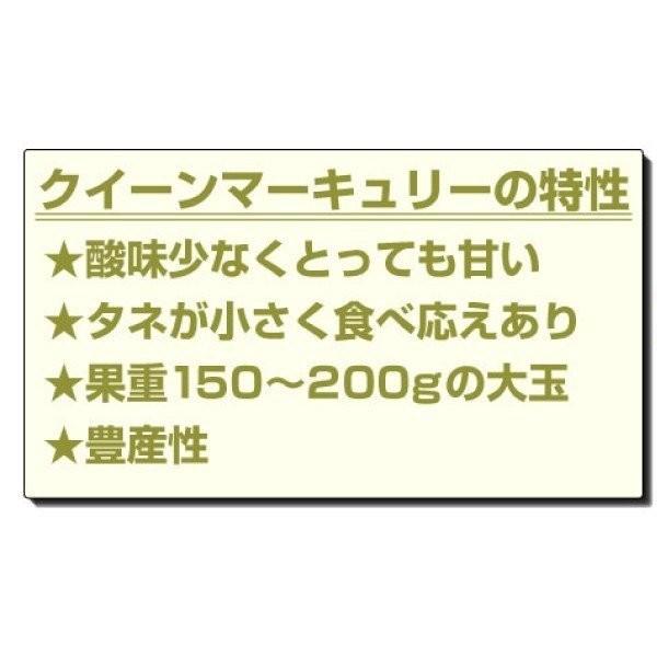 国華園 果樹苗 スモモ クイーンマーキュリーR（富士野生桃R台