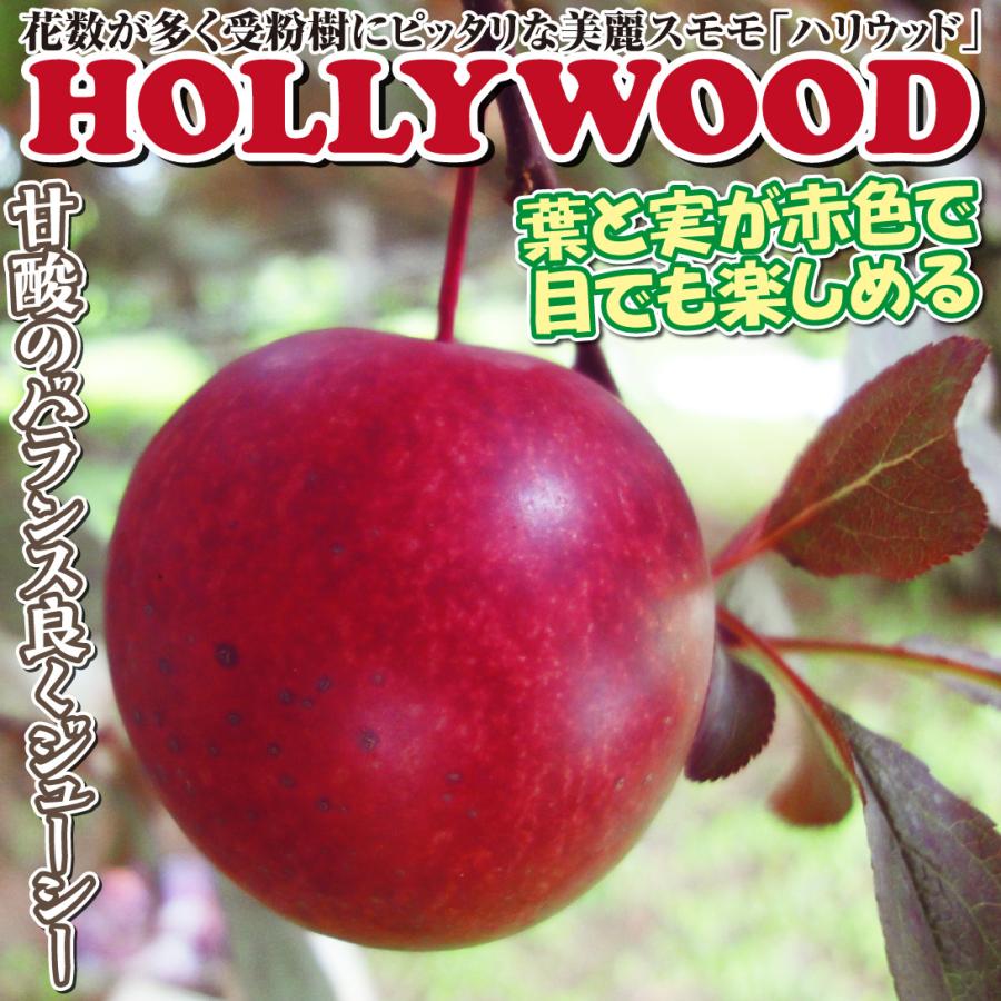国華園 果樹苗 スモモ クイーンマーキュリーR（富士野生桃R台