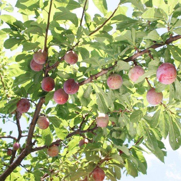 すもも スモモ いくみPVP 1株 果樹苗 国華園 : 花と緑 国華園 - 通販 - Yahoo