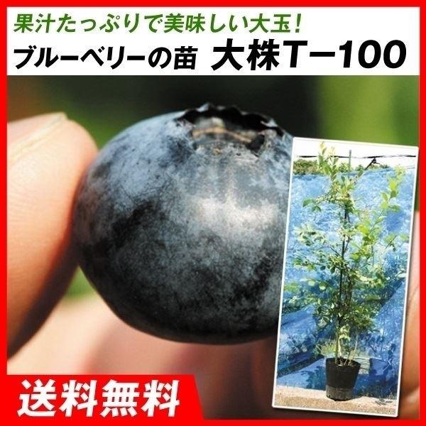 果樹苗 大株ラビットアイ系ブルーベリー 大株 T-100 1株 送料込み（Yahoo!・花と緑 国華園）