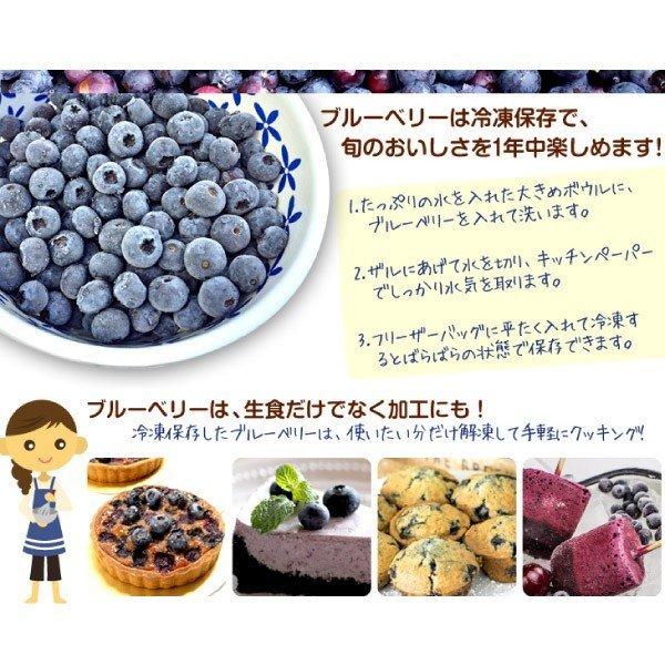 果樹苗 大株ラビットアイ系ブルーベリー 大株 T-100 1株 送料込み : 花