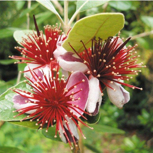 フェイジョア トライアンフ 1株 果樹苗 国華園 : 花と緑 国華園 - 通販