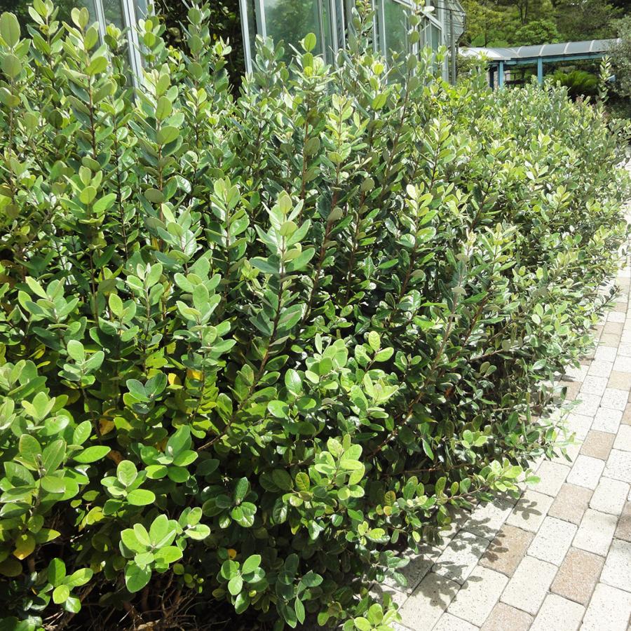 フェイジョア トライアンフ 1株 果樹苗 国華園 : 花と緑 国華園 - 通販