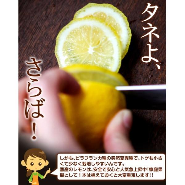 レモンシードレス あや(R) 1株 カンキツ 果樹苗 国華園 : 花と緑