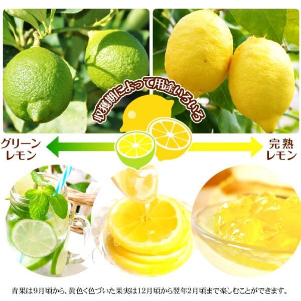 レモンシードレス あや(R) 3株 カンキツ 果樹苗 国華園 : 花と緑 国