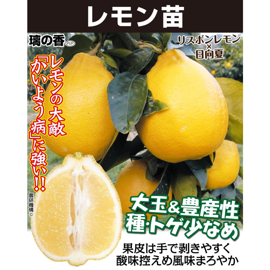 レモン 苗木 璃の香ｐ 1株 檸檬 レモンの木 レモン苗 柑橘 果樹