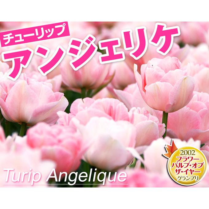 チューリップ 球根 アンジェリケ 球 18n P0 0124 花と緑 国華園 通販 Yahoo ショッピング