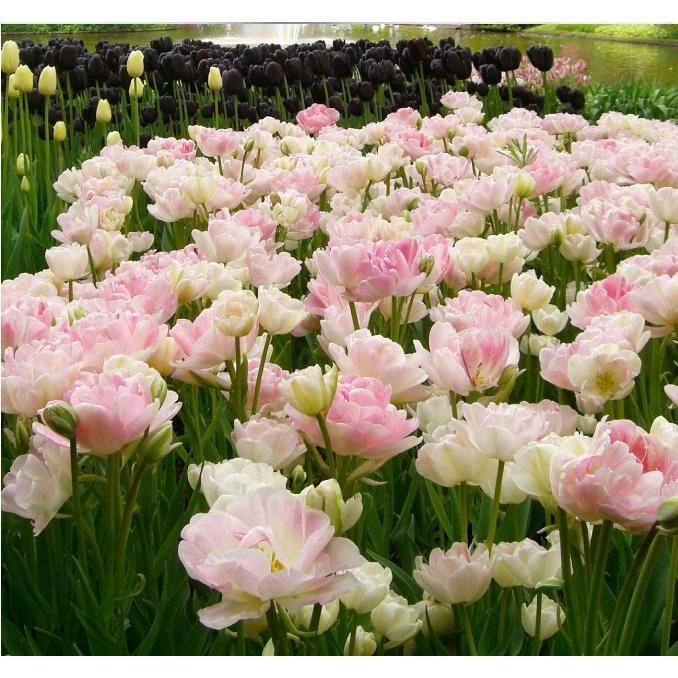 チューリップ 球根 アンジェリケ 球 18n P0 0124 花と緑 国華園 通販 Yahoo ショッピング