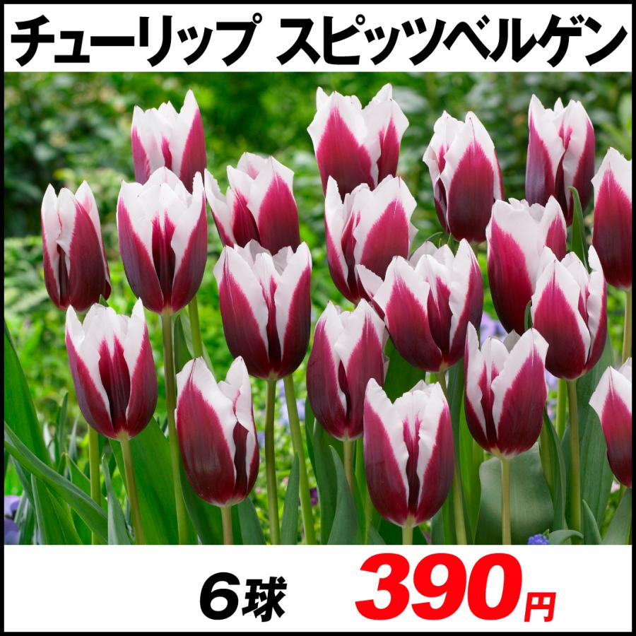 最新アイテム チューリップ 球根 スピッツベルゲン 6球 正規逆輸入品