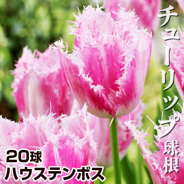 チューリップ 球根 ハウステンボス 球 18n P0 01 花と緑 国華園 通販 Yahoo ショッピング