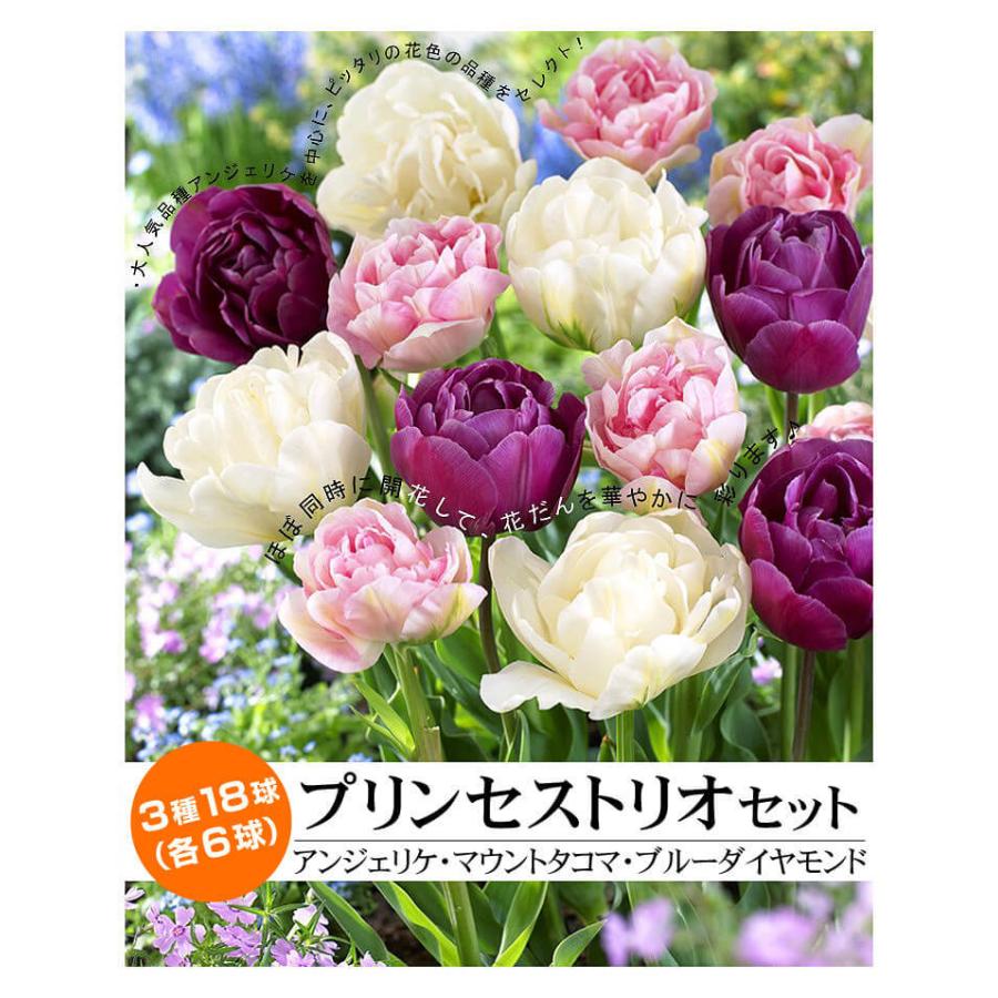 激安通販ショッピング チューリップ 球根 プリンセストリオセット 3種18球 各6球 ついに再販開始