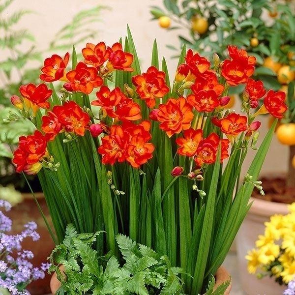 フリージア 球根 ダブル咲 赤花 4球 フリージアの花 フリージアの球根 秋植え球根 18n P0 0251 花と緑 国華園 通販 Yahoo ショッピング