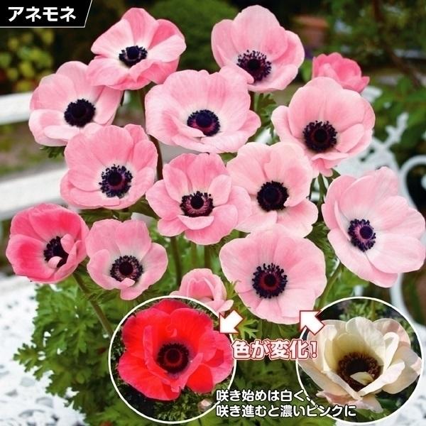 アネモネ 球根 ミストラルピンク 5球 アネモネの花 アネモネの球根 秋植え球根 18n P0 0285 花と緑 国華園 通販 Yahoo ショッピング