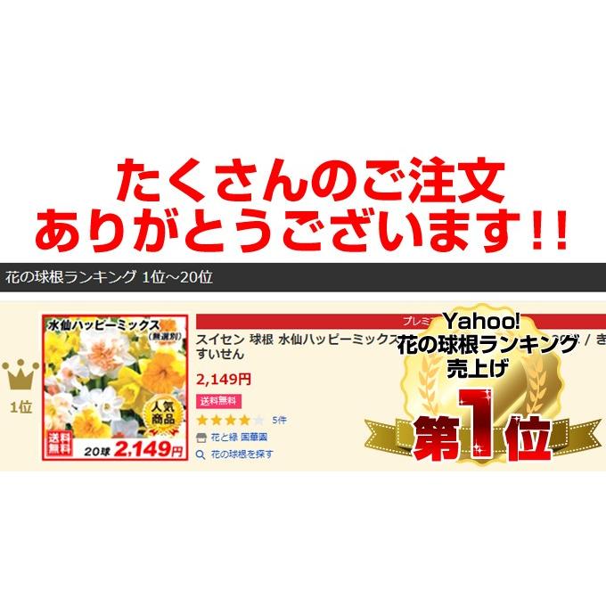 水仙 球根 水仙ハッピーミックス 20球 (無選別) スイセンの球根 秋植え