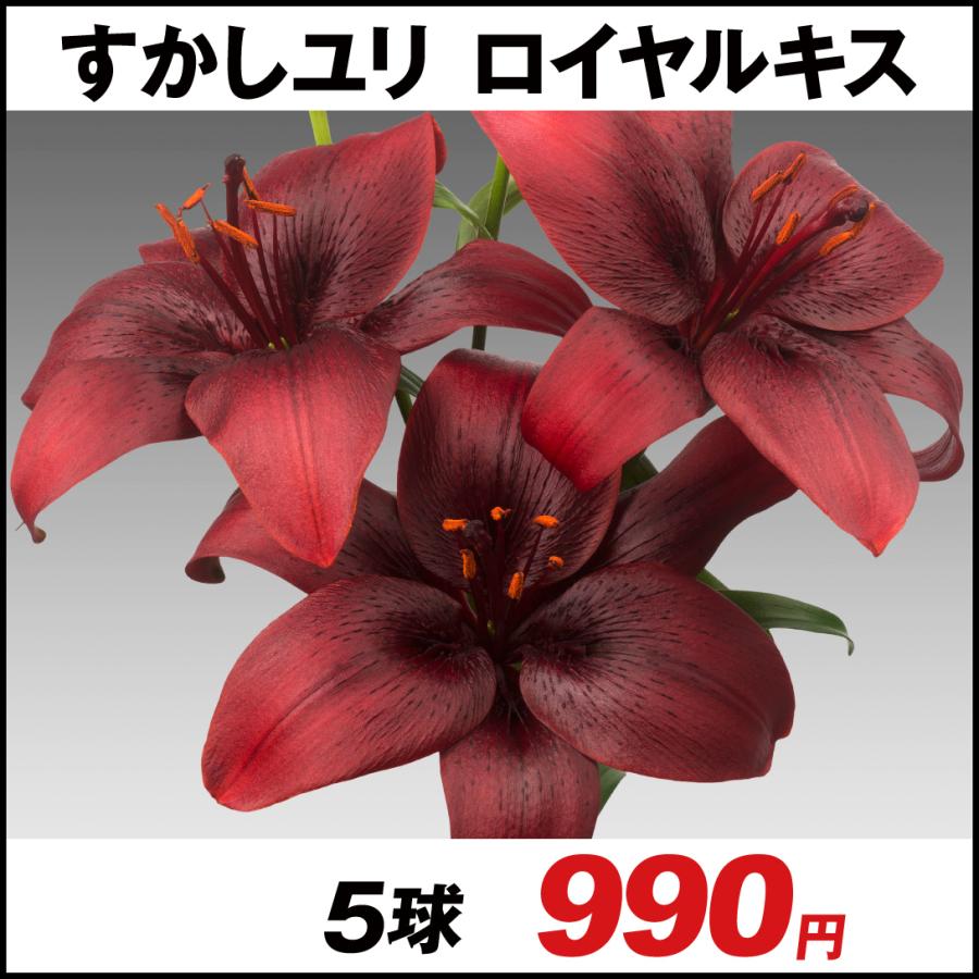 ユリ すかしユリ 球根 ロイヤルキス 5球 百合 ユリの球根 18n P1 0623 花と緑 国華園 通販 Yahoo ショッピング