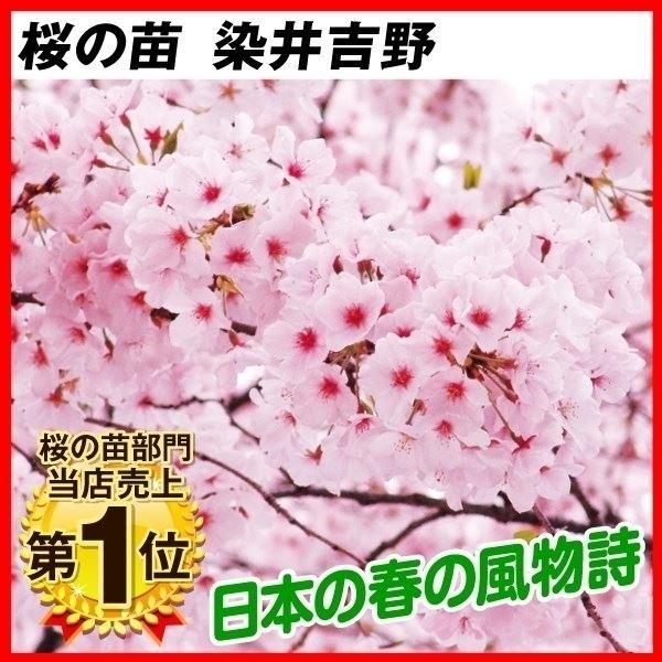 物品 桜 苗木 染井吉野 3株 桜の木 サクラ 花木 記念樹 ストアー