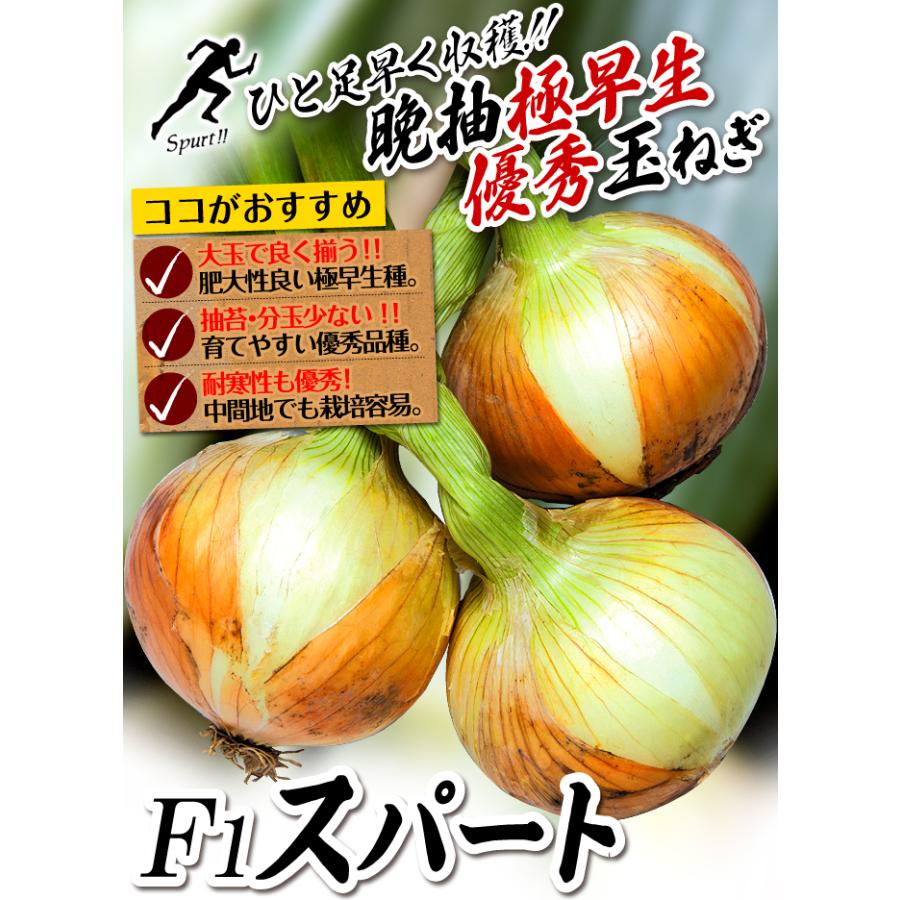 玉ねぎ苗(超極早生)F1スパート 100本 :2018n-p5-0003:花と緑 国華園 - 通販 - Yahoo!ショッピング 玉ねぎ苗(超極早生)F1スパート 100本 :2018n-p5-0003:花と緑 国華園 - 通販 - Yahoo!ショッピング