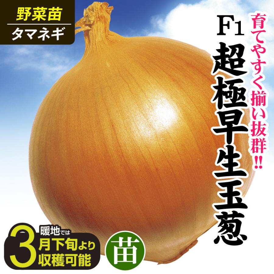 たまねぎ 苗 極早生 1000本