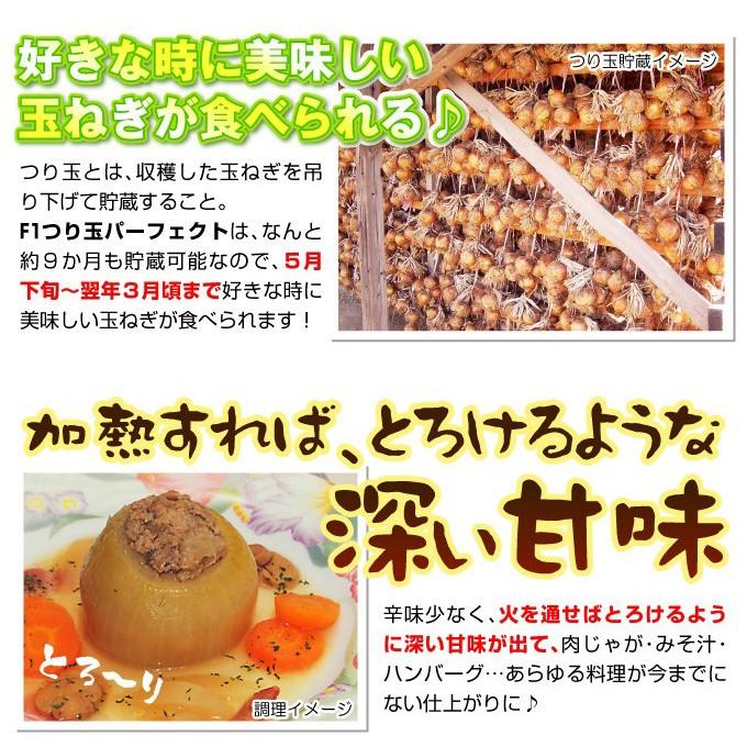 玉ねぎ苗（中晩生）F1つり玉パーフェクト 500本 貯蔵系 たまねぎ 玉葱