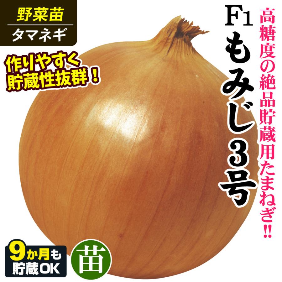 タマネギ苗 500本 もみじ 【楽天市場】玉ねぎ苗 晩生 500本 品種