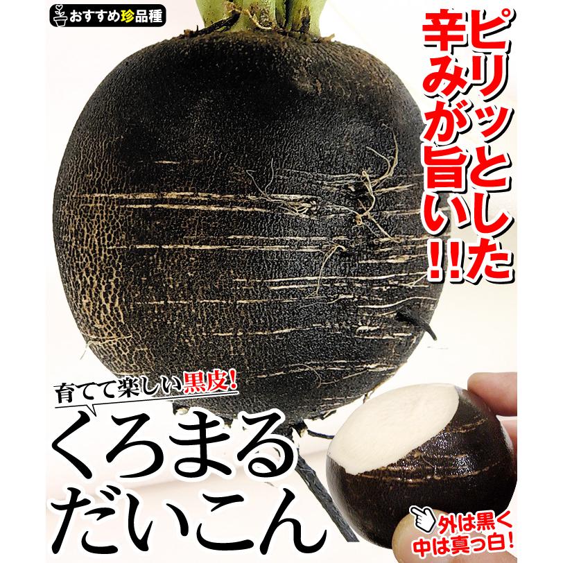 種 野菜たね ダイコン くろまるだいこん 1袋（3ml） 大根 野菜の種 国