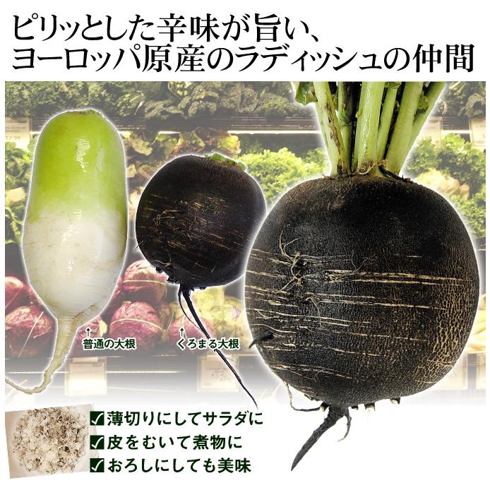 種 野菜たね ダイコン くろまるだいこん 1袋（3ml） 大根 野菜の種 国