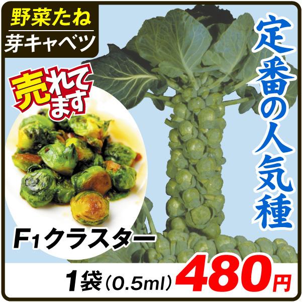 野菜の種 種子 こんばんは ブロッコリー 2000粒 大袋 サカタのタネ 種苗 メール便発送 激安の