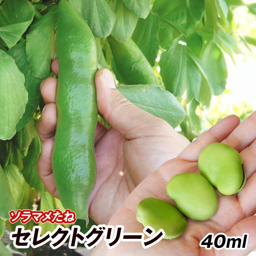 ソラマメ 種 野菜たね マメ セレクトグリーン 1袋 40ml 野菜のタネ 野菜 種子 ソラマメ