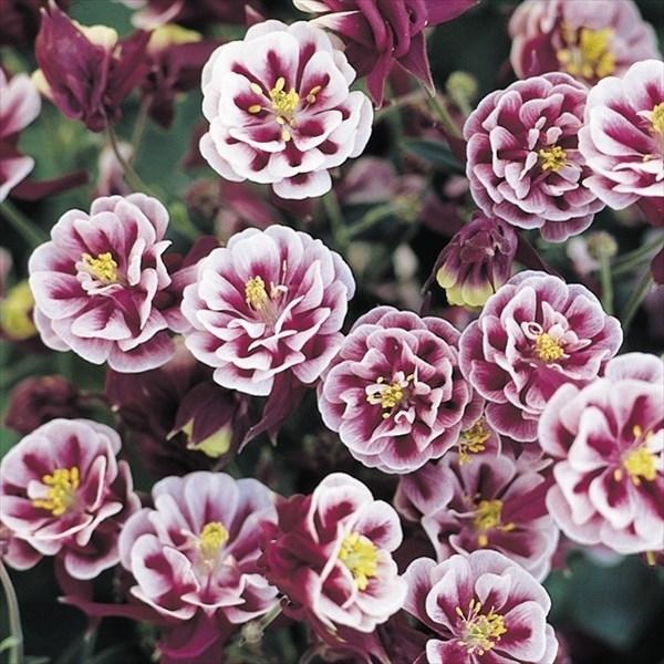 種 花たね 西洋オダマキ ウィンキー 1袋 ホワイト レッド 10粒 マート