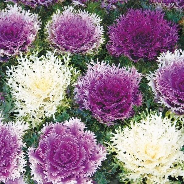 種 花たね 葉牡丹 ハーモニー 石井育種場育成品種 1袋 15粒 Albergues