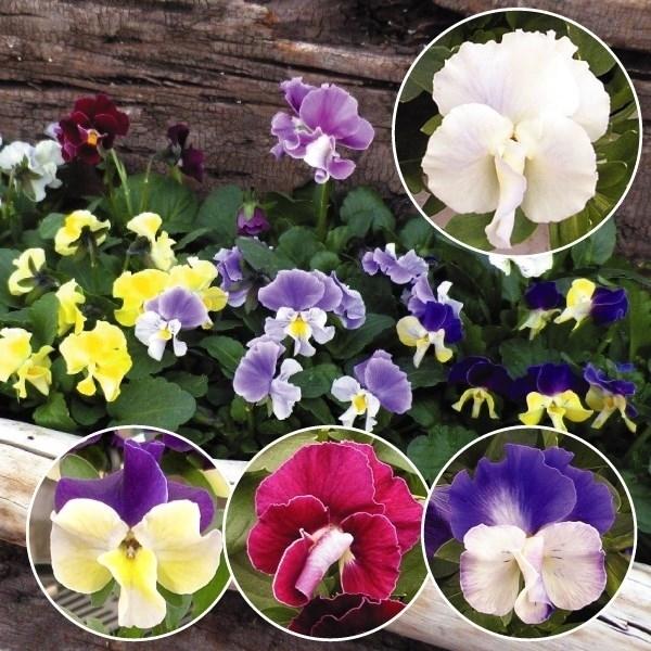 種 花たね ビオラ ゾウさんのビオラミックス 花色無選別 1袋 15粒