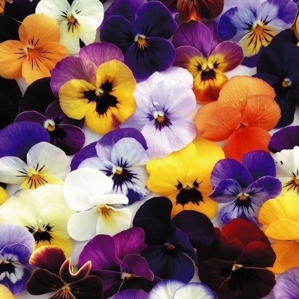 種 花たね 40 Offの激安セール ビオラ 粒 ももか混合 1袋