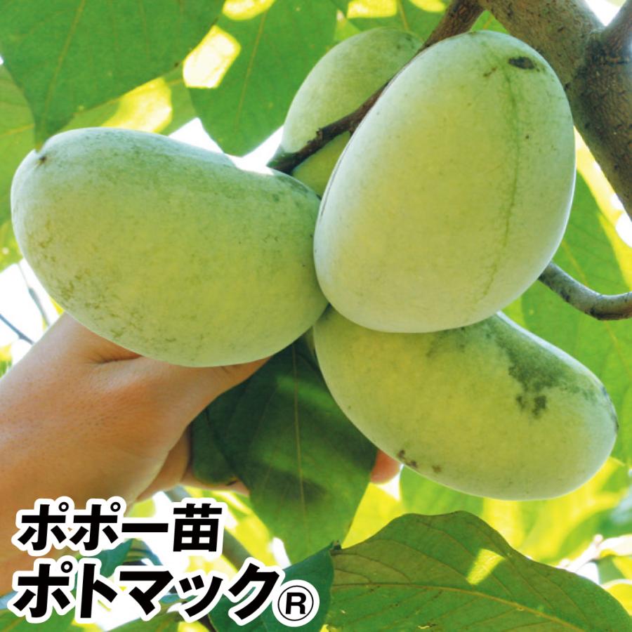 ポポー (ポーポー) ポトマックR 1株 果樹苗 国華園 : 花と緑 国華園