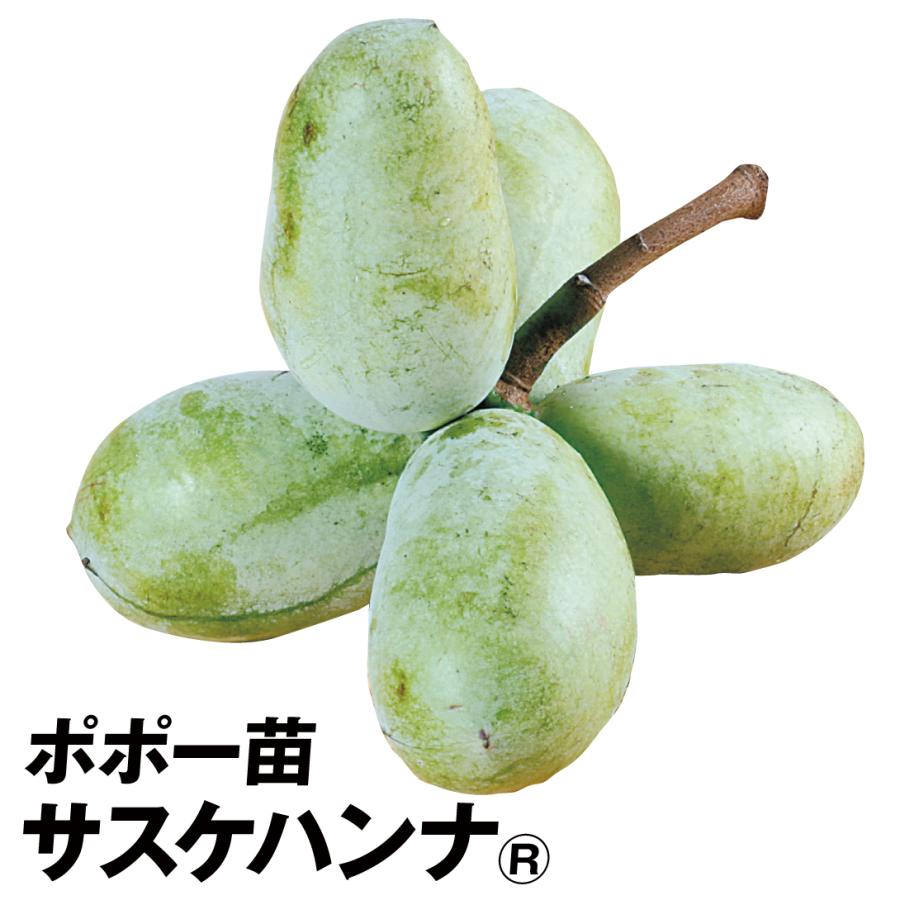 ポポー (ポーポー) サスケハンナR 1株 果樹苗 国華園 : 花と緑 国華園