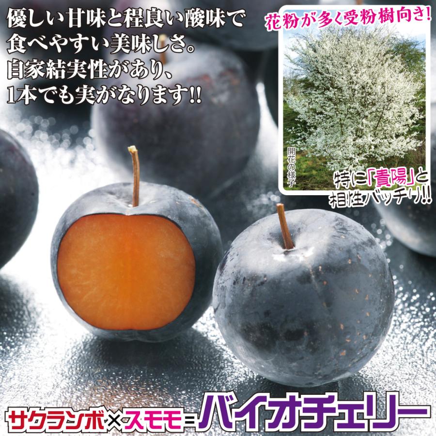 スモモ 貴陽 （富士野生桃R台）＆バイオチェリー 2種2株 果樹苗