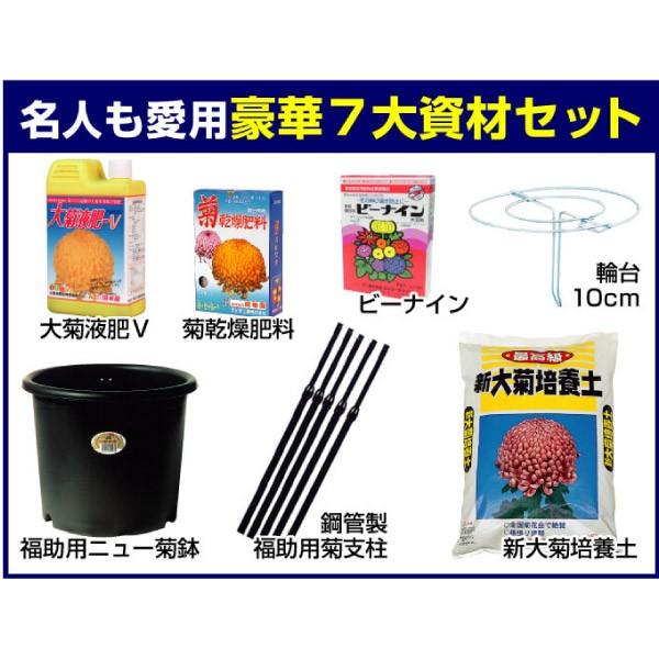 国華園 菊苗 福助・厚物苗 5種5芽＋資材セット 1組 : 花と緑 国華園