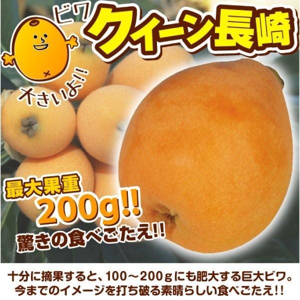国華園 果樹苗 ビワ クイーン長崎 1株 : 花と緑 国華園 - 通販 - Yahoo